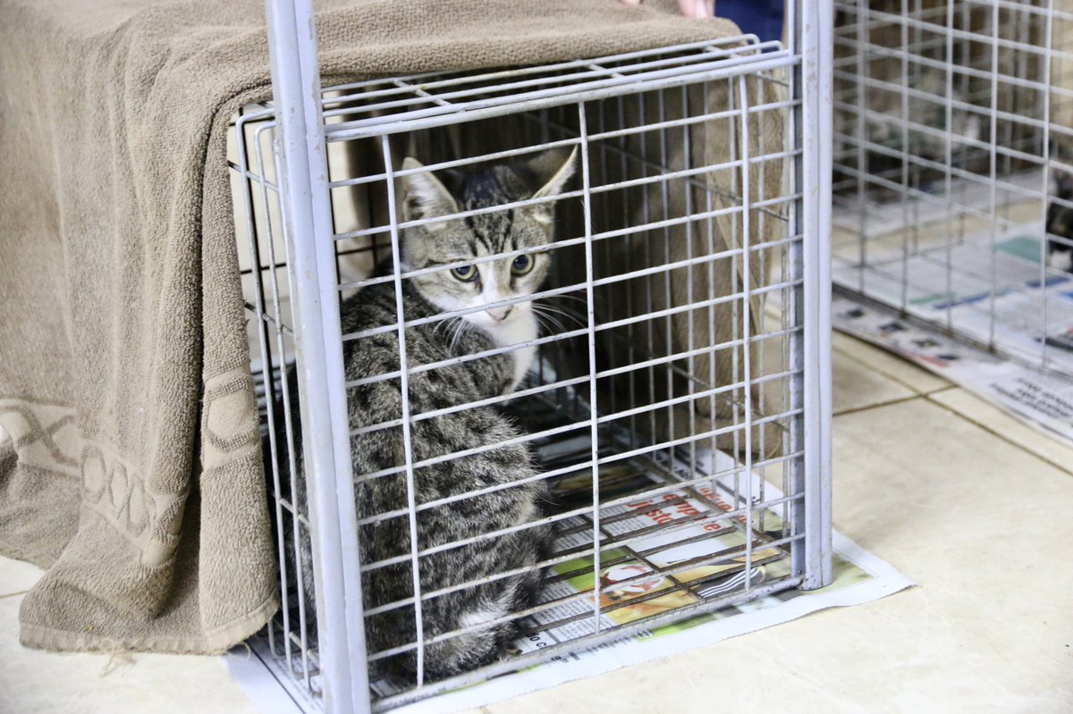 Beneficios de utilizar jaulas trampa para gatos