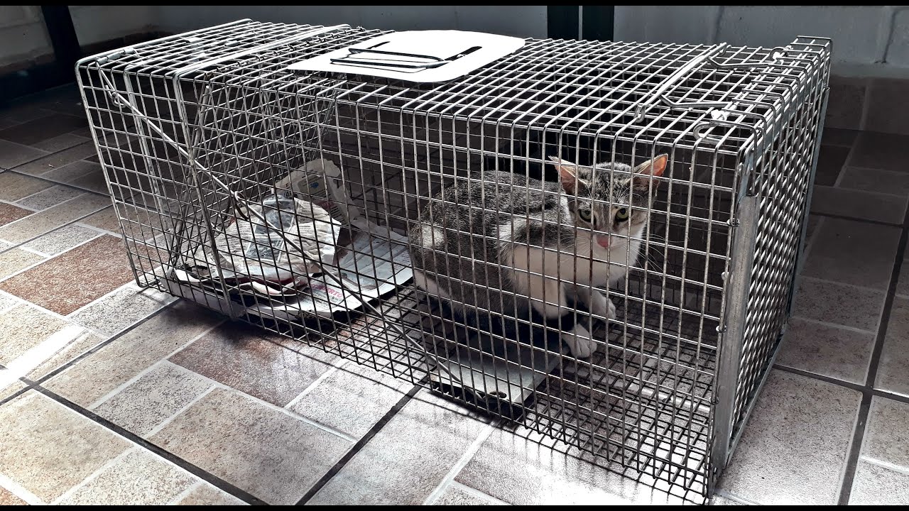 ¿Cómo funcionan las jaulas trampa para gatos?